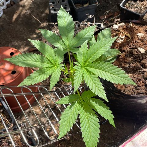 Moby Dick growlog timeline photo
