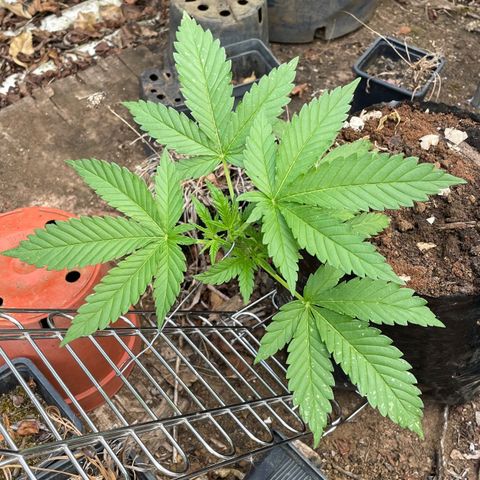 Moby Dick growlog timeline photo