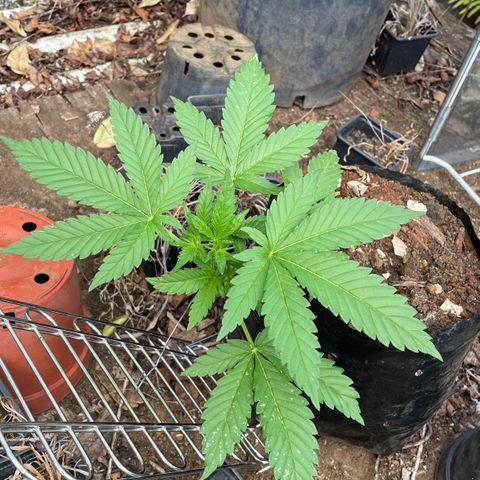 Moby Dick growlog timeline photo