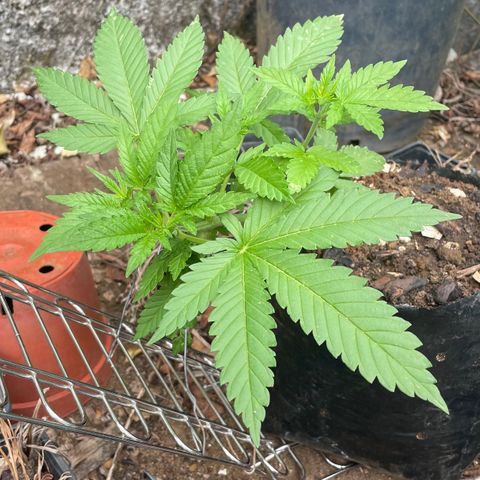 Moby Dick growlog timeline photo