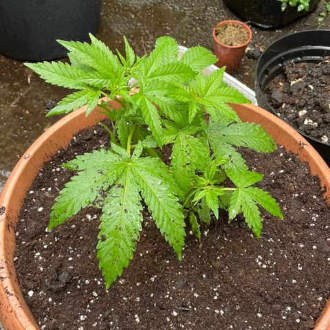 Moby Dick growlog timeline photo