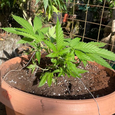 Moby Dick growlog timeline photo