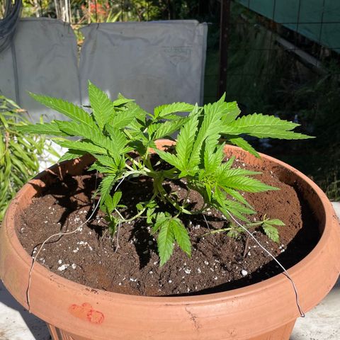 Moby Dick growlog timeline photo