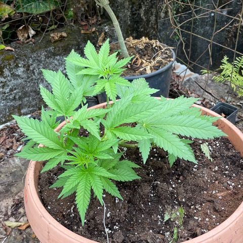 Moby Dick growlog timeline photo