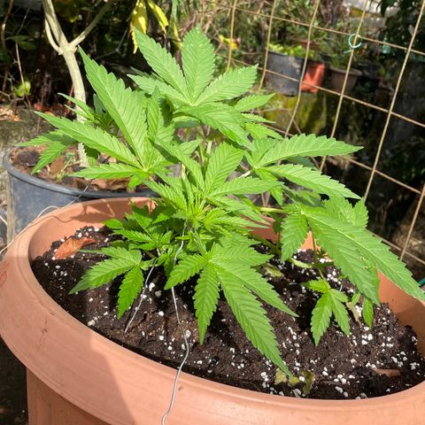 Moby Dick growlog timeline photo