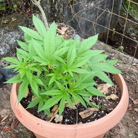 Moby Dick growlog timeline photo