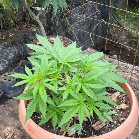 Moby Dick growlog timeline photo