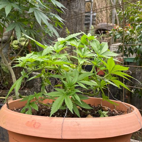 Moby Dick growlog timeline photo
