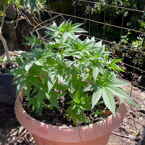 Moby Dick growlog timeline photo