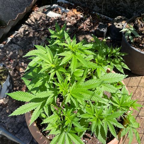 Moby Dick growlog timeline photo