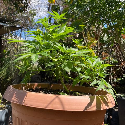 Moby Dick growlog timeline photo