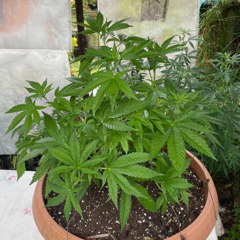 Moby Dick growlog timeline photo