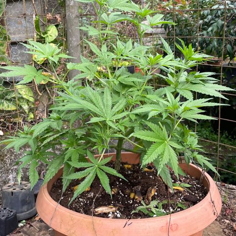 Moby Dick growlog timeline photo