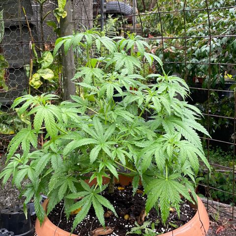 Moby Dick growlog timeline photo