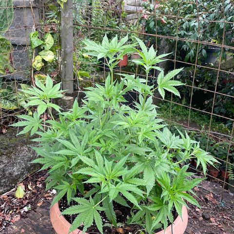 Moby Dick growlog timeline photo