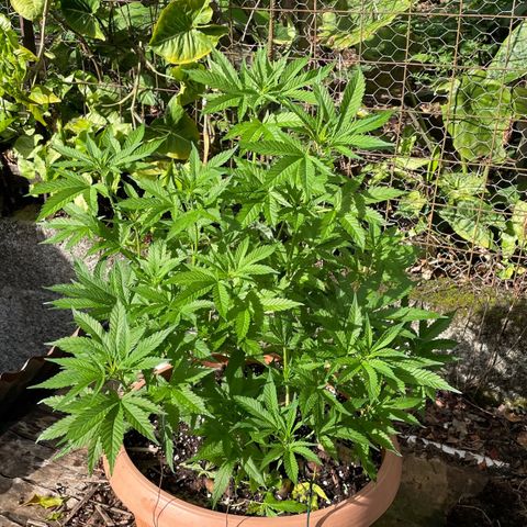 Moby Dick growlog timeline photo