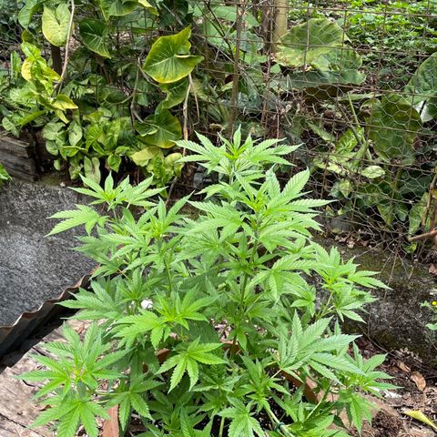 Moby Dick growlog timeline photo