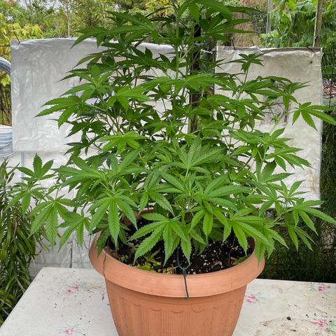 Moby Dick growlog timeline photo