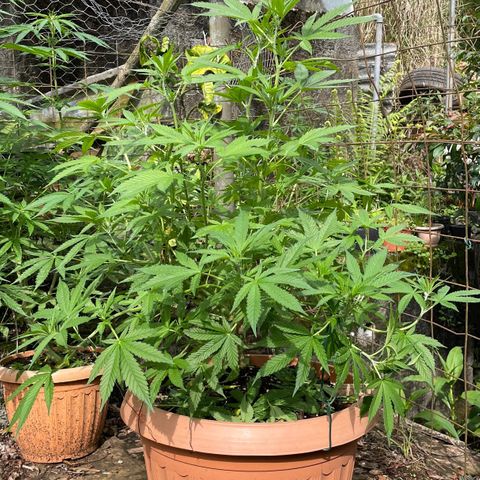 Moby Dick growlog timeline photo