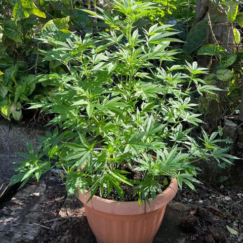 Moby Dick growlog timeline photo