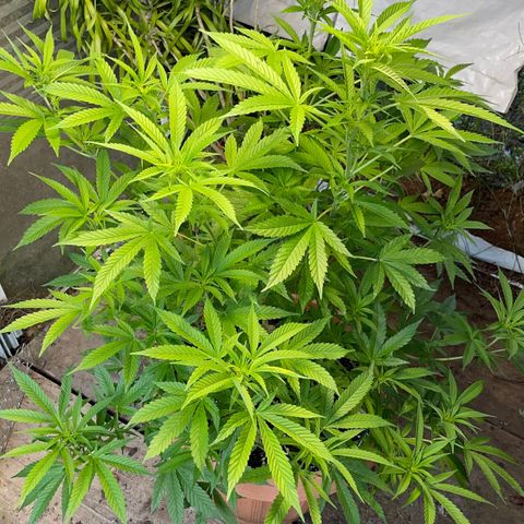 Moby Dick growlog timeline photo
