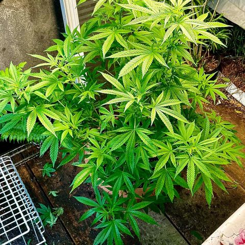 Moby Dick growlog timeline photo