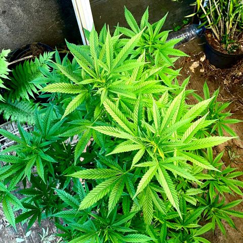 Moby Dick growlog timeline photo