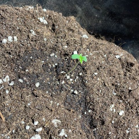 Auto Bubble Gum growlog photo