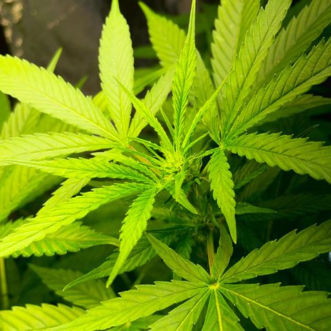 Moby Dick growlog timeline photo
