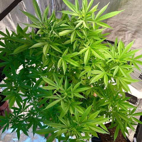 Moby Dick growlog timeline photo