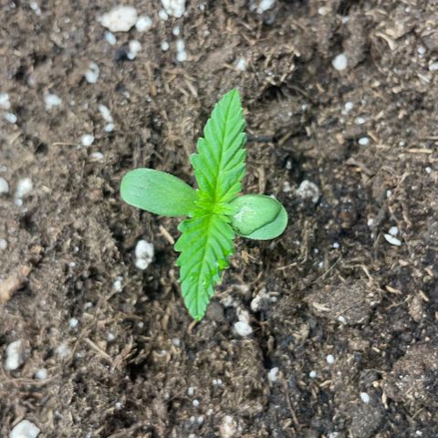 Auto Bubble Gum growlog photo