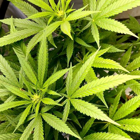 Moby Dick growlog timeline photo