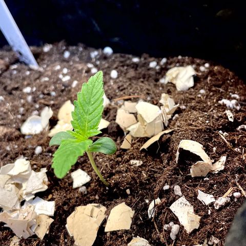 Gelato Auto growlog timeline photo