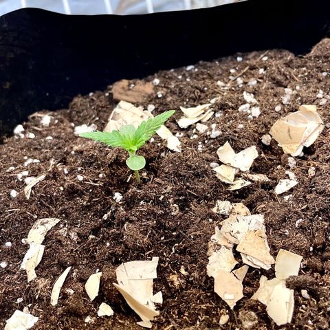 Auto Bubble Gum growlog photo