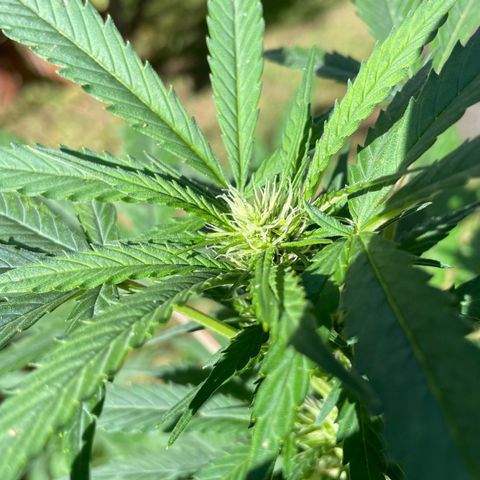 Moby Dick growlog timeline photo