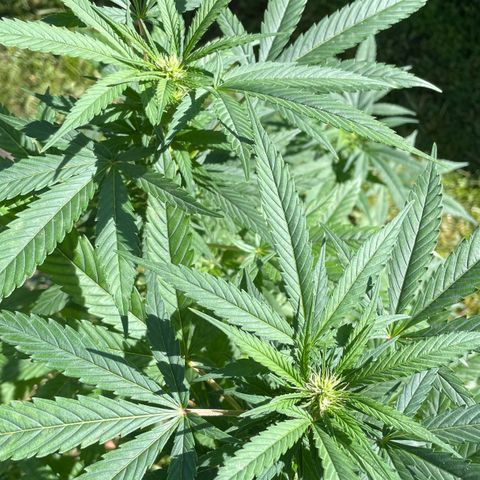 Moby Dick growlog timeline photo