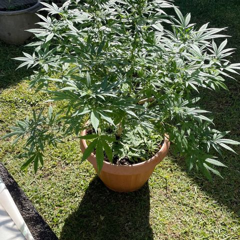 Moby Dick growlog timeline photo