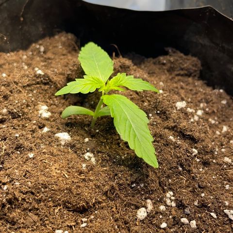 Gelato Auto growlog timeline photo