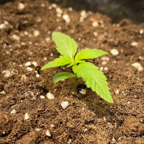 Auto Bubble Gum growlog photo