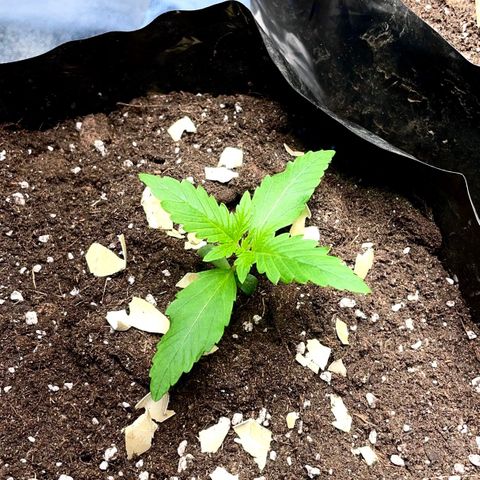 Gelato Auto growlog timeline photo