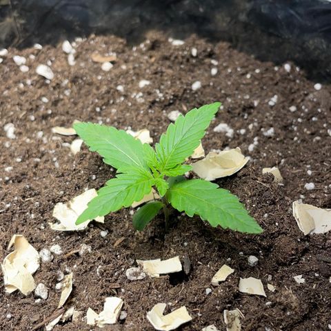 Auto Bubble Gum growlog photo