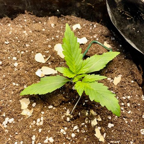 Gelato Auto growlog timeline photo