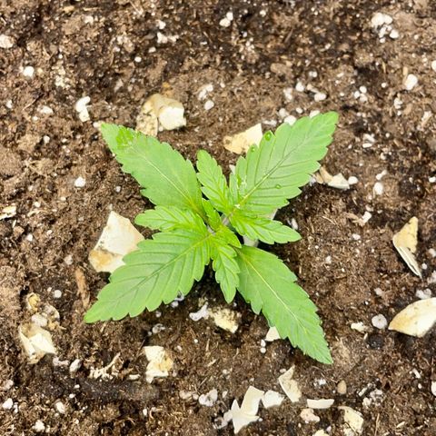 Auto Bubble Gum growlog timeline photo