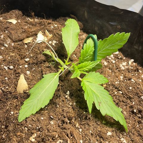 Gelato Auto growlog timeline photo