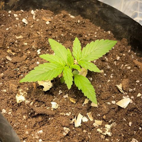 Auto Bubble Gum growlog timeline photo