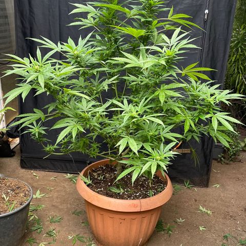 Moby Dick growlog timeline photo