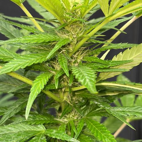 Moby Dick growlog timeline photo