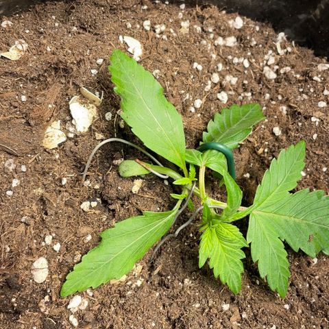 Gelato Auto growlog timeline photo