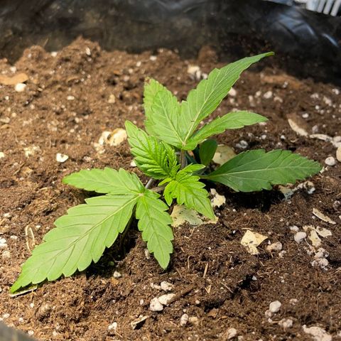 Auto Bubble Gum growlog timeline photo