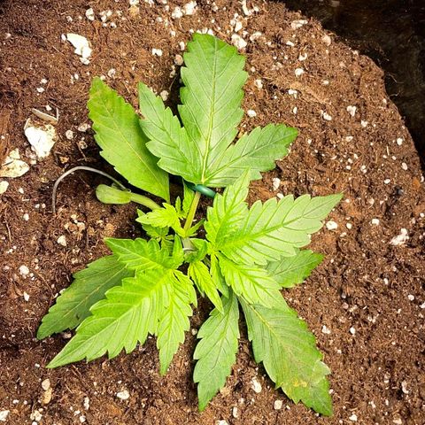Gelato Auto growlog timeline photo